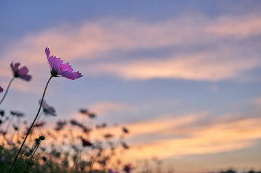 Pembe yaprakları ve Jechun, Güney Kore nostaljik günbatımı gökyüzü ile kozmosun alanı nın bir görünüm.