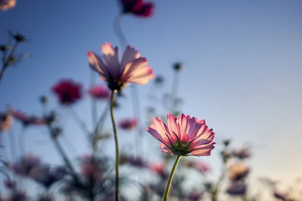 A macro shot of a cosmos in the late afternoon at Jechun, South Korea.