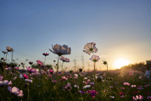 A view of cosmos field lit warmly by the sun in the background during sunset in Jechun, South Korea.