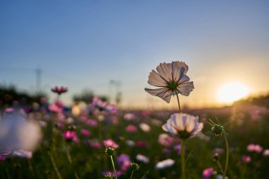 Jechun, Güney Kore'de gün batımı sırasında bir kainatın yakın çekim.