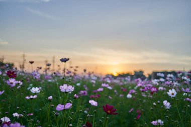 Jechun, Güney Kore'de öğleden sonra bir kozmos alanı.