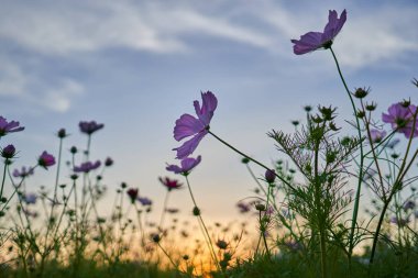Jechun, Güney Kore'de kozmosun alanının yakın çekim.