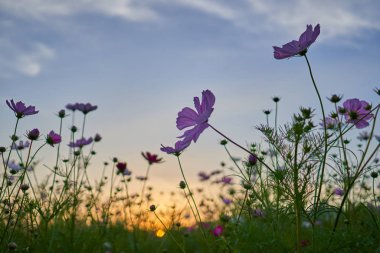 Jechun, Güney Kore'de bir kozmosun alanının gün batımı manzarası.