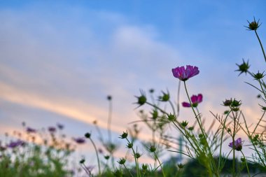 Jechun, Güney Kore'de bir kozmosun alanının öğleden sonra görünümü.
