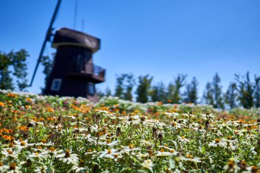 Bir papatya tarlası ve arka planda yel değirmeni..