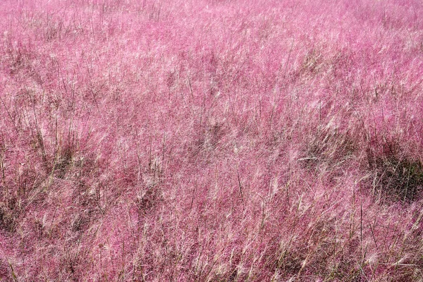 Field Full Pink Muhly Suncheonman National Garden South Korea — ストック写真