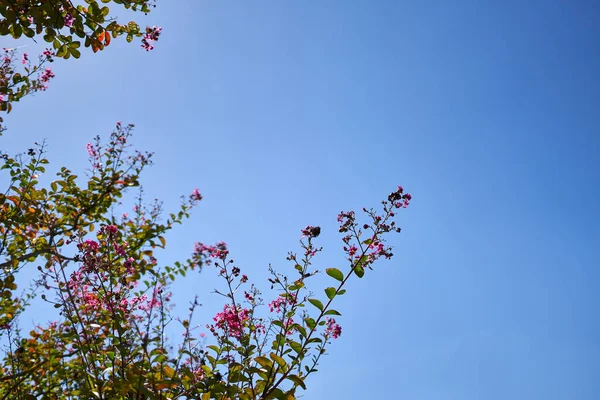 Eine Nahaufnahme Auf Den Zweigen Mit Blühender Ume Blume Mit — Stockfoto