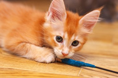 The Maine Coon kitten gnaws the wire wrapped in blue electrical tape. Cat color red ticked clipart