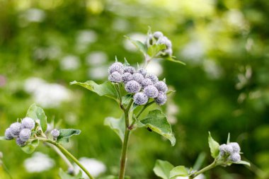 Dulavratotu büyük (arctium fındık) - çok yıllık otsu bitkilerin cins Lopukh Astrope ailesinin bir tür. Sözde ruderal (çöp) bitkiler anlamına gelir