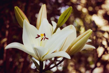 Çiçek beyaz zambaklar tomurcukları güneşli bokeh arka plan üzerinde