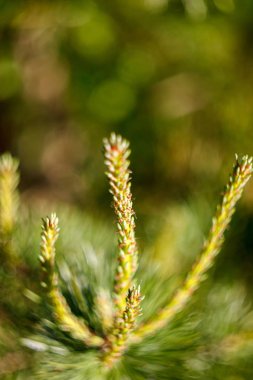 Güzel bulanık köknar dalı