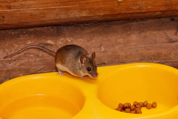 老鼠从猫的碗里偷食物 — 图库照片