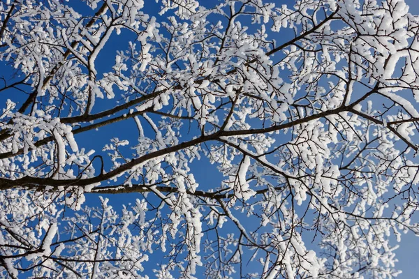 Background Tree Branches Covered White Snow Frost Blue Sky Background Royalty Free Stock Photos