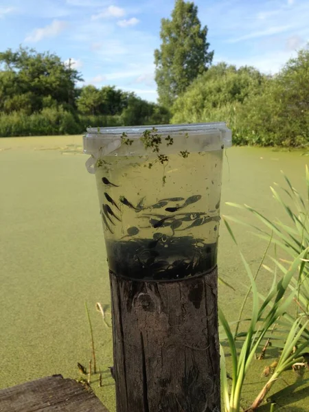 Many tadpoles swim in a plastic bucket. Future frogs live in a pond covered with green duckweed.