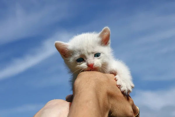 White kitten against the blue sky. A kitten holds the hand of a woman.