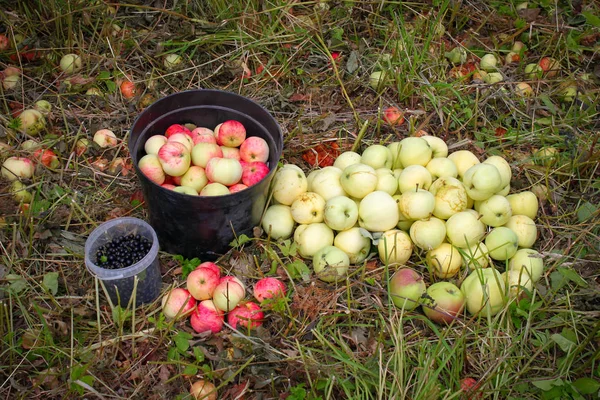 Gifts of summer - apples and black currants. Ripe apples fall from the trees. The collected black currants and apples lie in buckets and on the grass.
