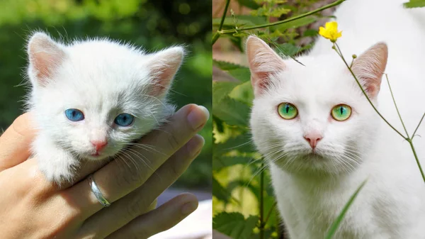 Change eye color with age. The little kitten blue eyes. Have adult cats green eyes. White cat named Moon in 5 years