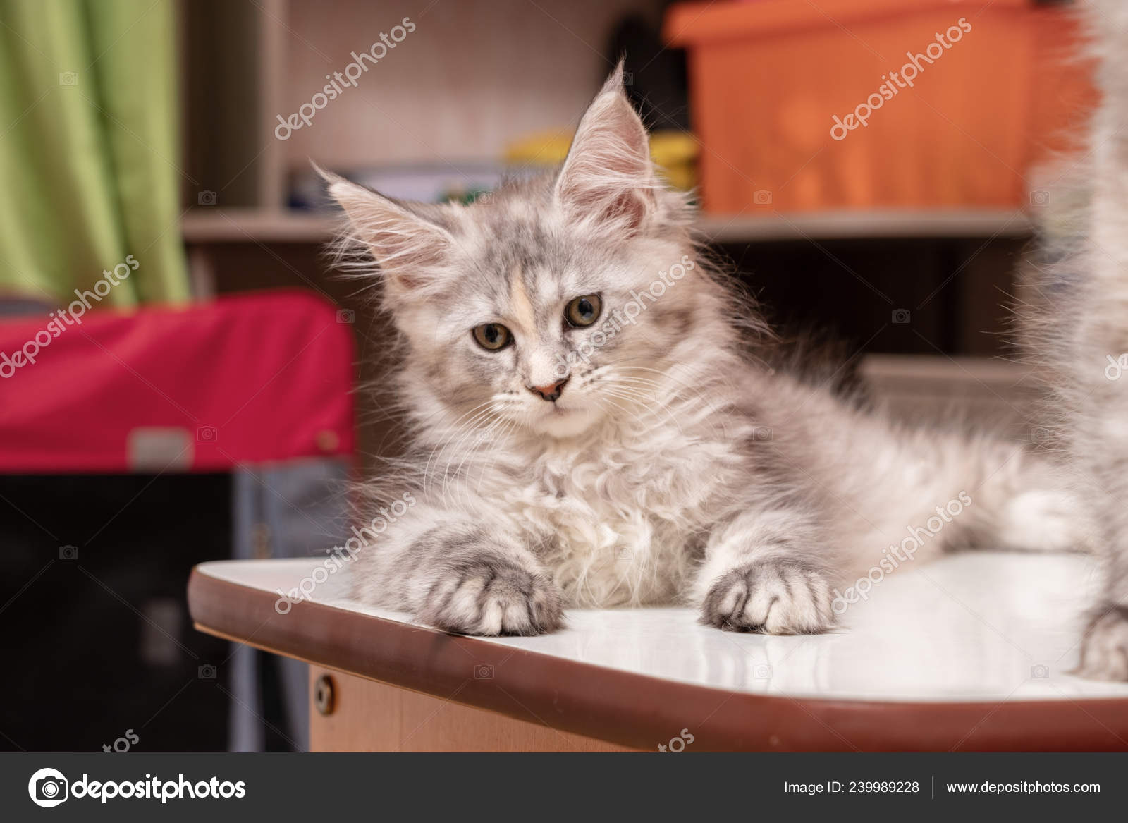 Beautiful Kitten Maine Coon Lying Table Cat Color Black Tortie Stock Photo Image By C Izmeda