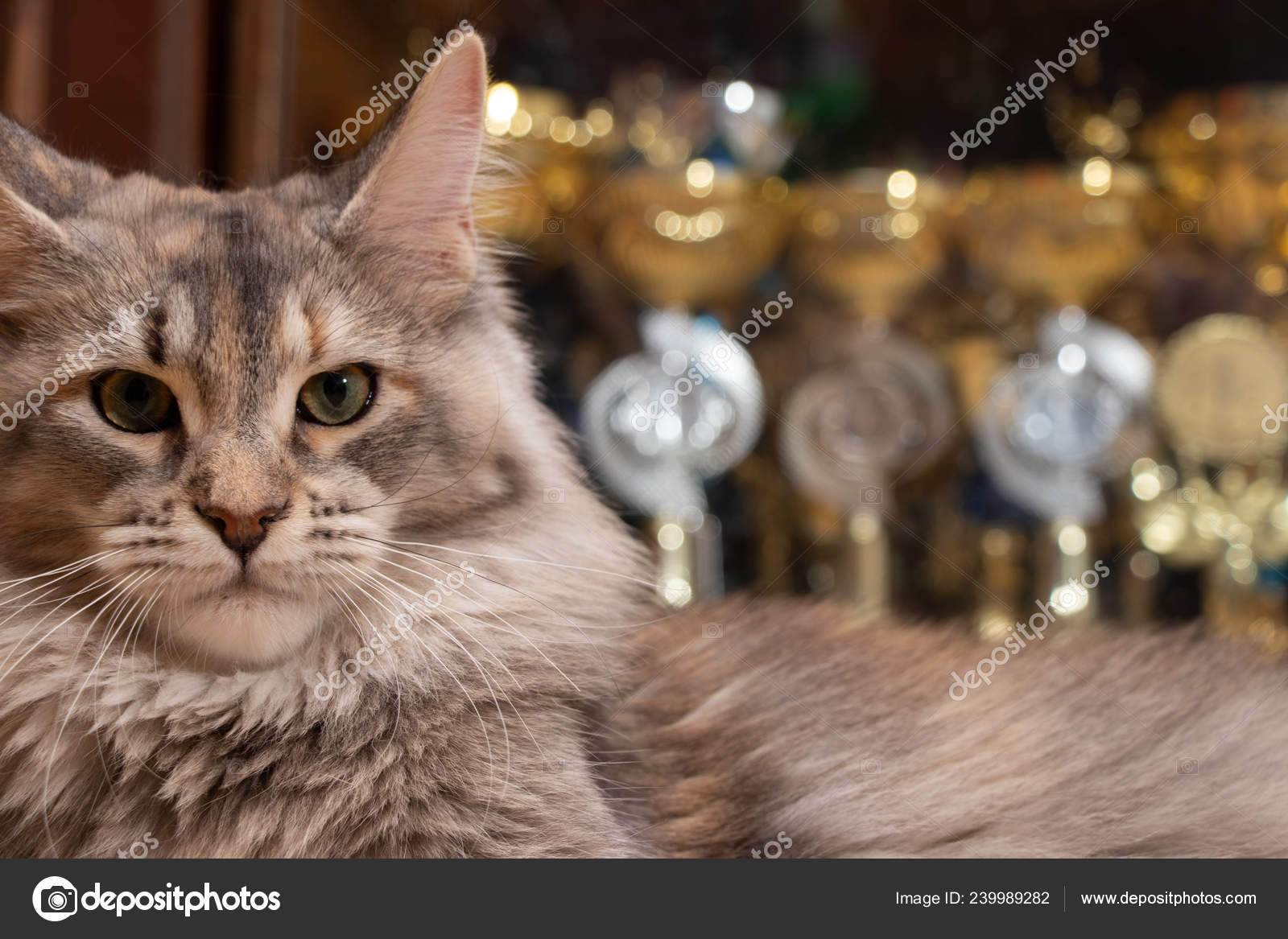 Maine Coon Champion Background Cups Cat Show Winners Cat Color Stock Photo Image By C Izmeda