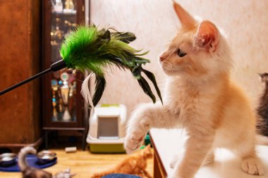 Maine Coon yavru kediler için bir oyuncakla oynamak. Yeşil tüylü kediler için teaser olta kamışı. Renk kitty: Kırmızı Gümüş uskumru tekir ds 23