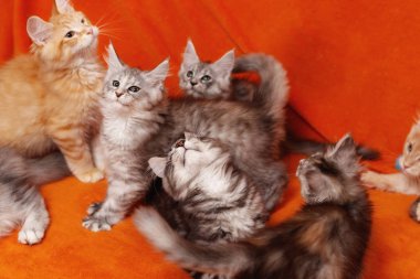 Maine Coon yavru kedi. Güzel safkan yavru Satılık Maine Coon Kedi köpek kulübesi