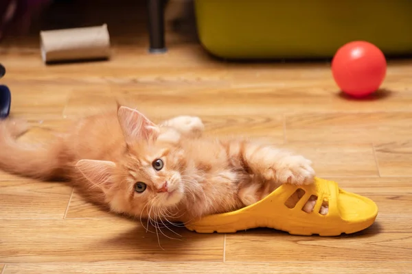 Maine Coon Kitten Spelen Met Een Slipper Kat Kleur Rood — Stockfoto