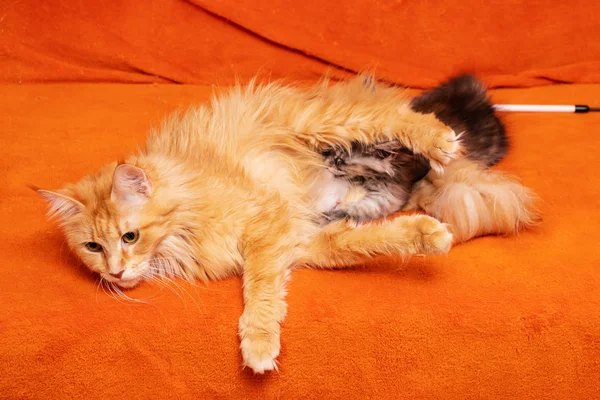 Maine Coon Gatto Alimenta Latte Gattino — Foto Stock