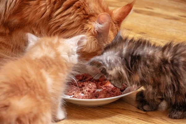 Die Kätzchen Und Die Katzenmama Maine Coon Essen Katzenfutterpastete Für — Stockfoto