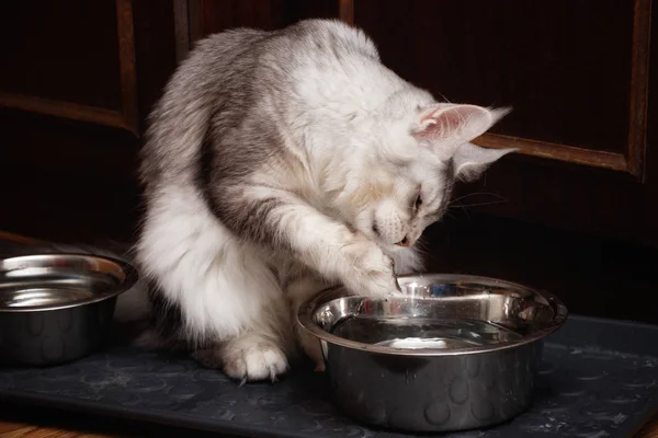 Maine Coon Cat Trinkt Wasser Pfote Taucht Eine Eiserne Schüssel — Stockfoto