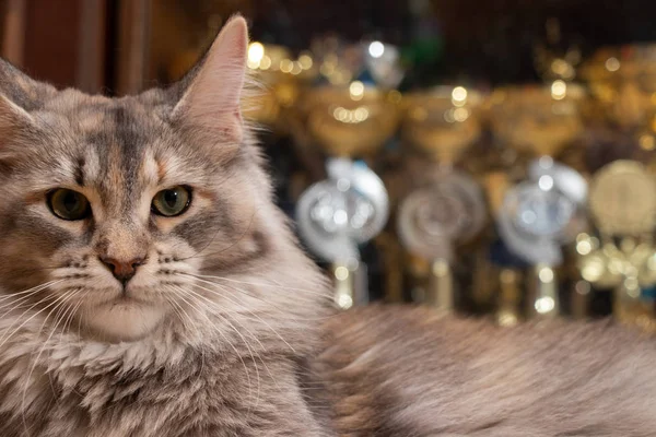 Maine Coon Campione Sullo Sfondo Coppe Gatto Mostra Vincitori Colore — Foto Stock