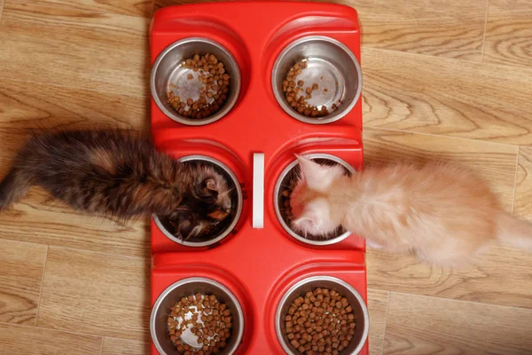 Maine Coon Kätzchen Fressen Trockenfutter Aus Eisernen Schüsseln — Stockfoto