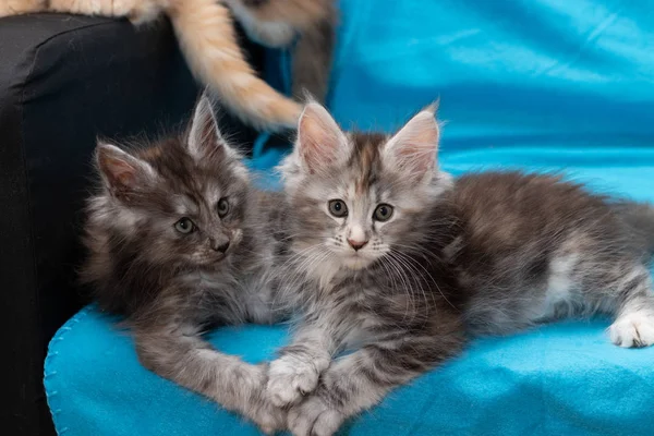 Two Maine Coon Kittens Lie Blue Background — Stock Photo, Image