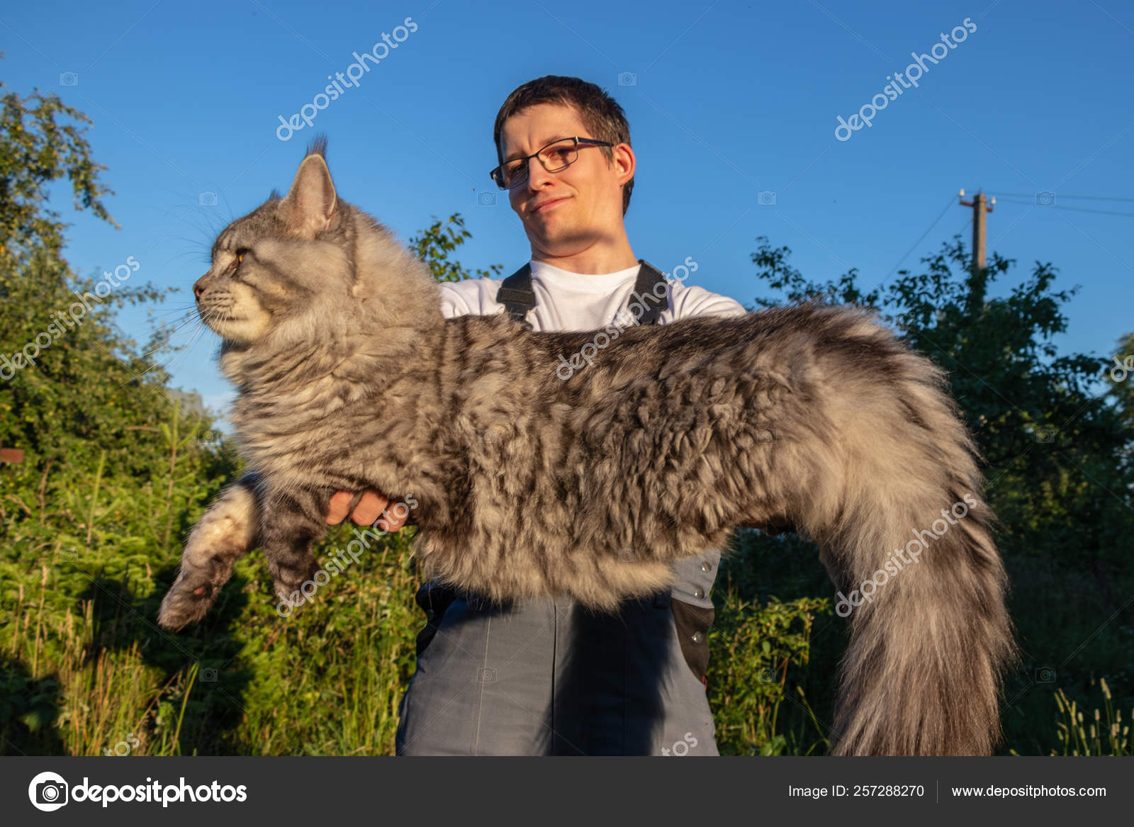 Man Wearing Glasses Overalls Holding Huge Gray Maine Coon Cat Stock Photo Image By C Izmeda