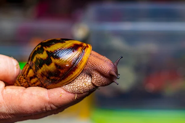 Giant tiger snail Achatina achatina in hand — Stock Photo, Image