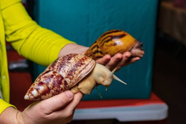 Elinde Achatina reticulata ışık baş ve Achatina kaplan