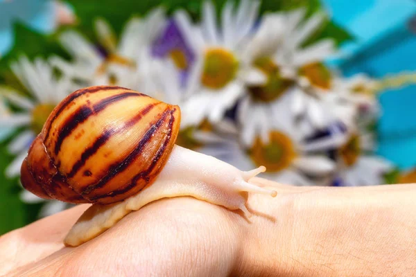 Archachatina marginata var. ovum. Snail crawling on his hand — Stock Photo, Image