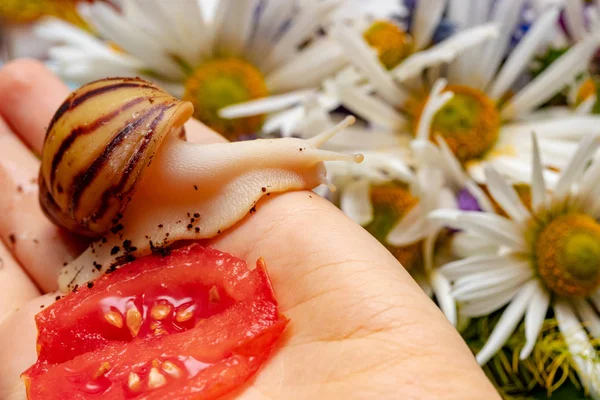Domestic snail Archachatina marginata var. ovum creeps on a hand. — Stock Photo, Image