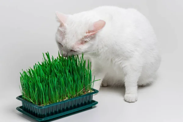 Maine Coon Chaton Jouer Avec De L Herbe Verte Image Libre De Droit Par Izmeda C Maine Coon Chaton Jouer Avec De L Herbe Verte Image Libre De Droit Par Izmeda C