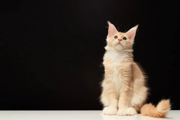 コピースペースと黒の背景に若いメインコーン猫 — ストック写真