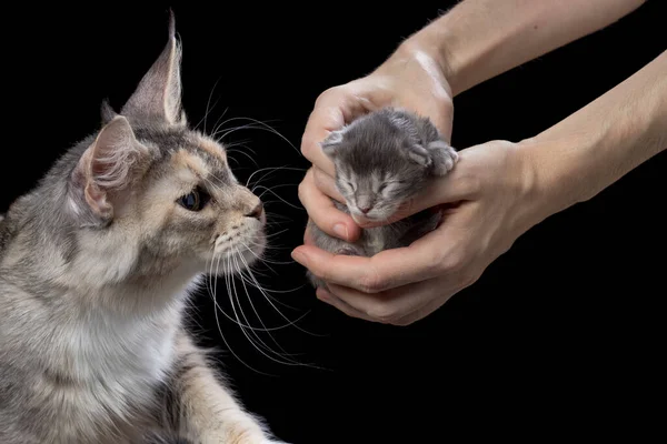 Maine Coon Kätzchen in Händen und erwachsene Katzenmutter — Stockfoto