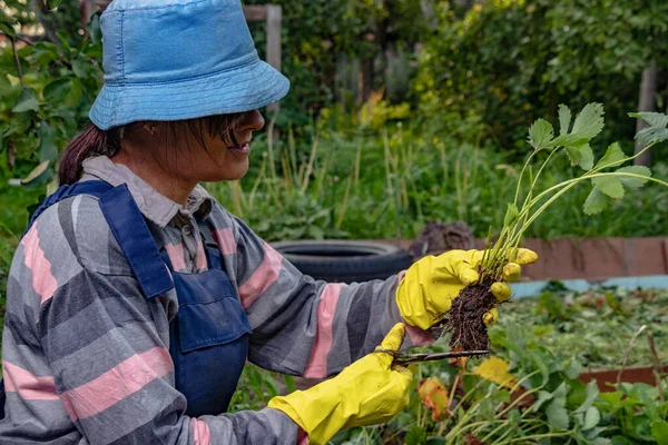 Eine Frau bereitet Erdbeersetzlinge für die Pflanzung vor — Stockfoto
