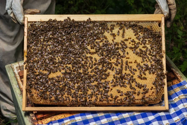 Rahmen mit versiegelter Bienenbrut in den Händen eines Imkers — Stockfoto