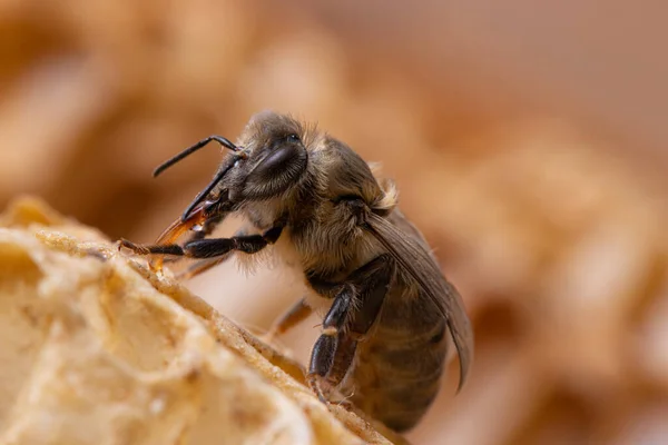 Die Honigbiene frisst mit ihrem Rüssel Nektar — Stockfoto
