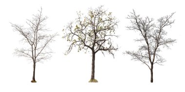 koleksiyon izole ağacı yaprak olmadan 