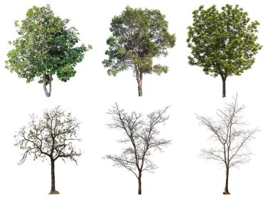 koleksiyon ağaç ve ağaç yaprak olmadan