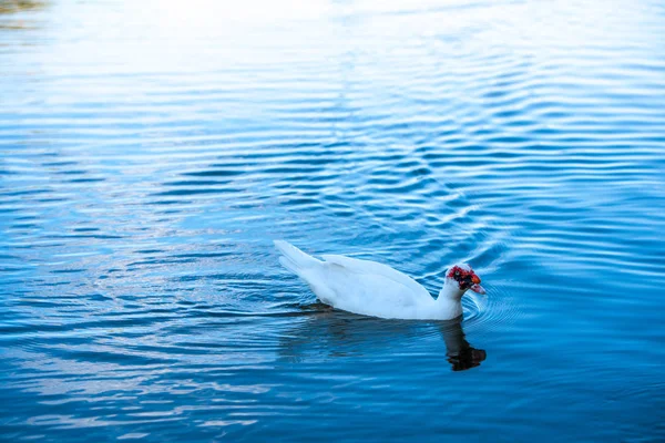 Pato Flotante Pequeño Lago Con Luz Reflexión — Foto de Stock