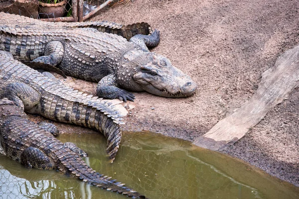 Krokodil Zoo Och Vatten — Stockfoto