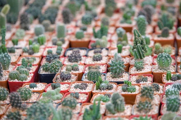 cactus garden, mini garden in home