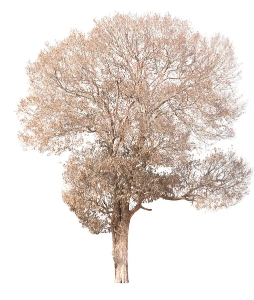 死木と白い背景で隔離の葉 — ストック写真
