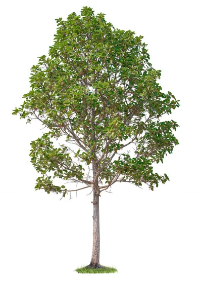 Jeden Strom Izolovaný Bílém Pozadí — Stock fotografie